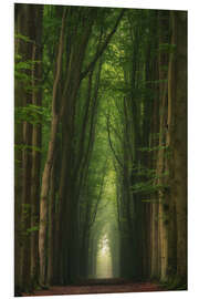 Quadro em PVC Foggy beech alley in a Dutch forest