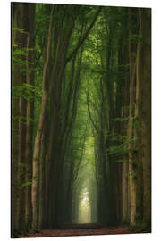 Magnettafel Nebelige Buchenallee in einem holländischen Wald