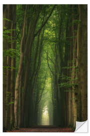 Sticker mural Foggy beech alley in a Dutch forest