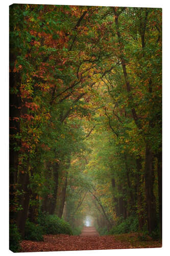 Canvas-taulu Colourful autumn alley in the Netherlands