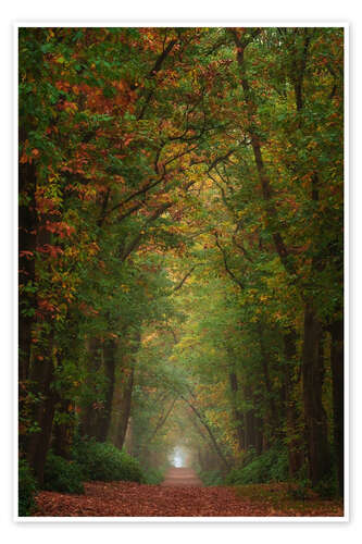 Plakat Colourful autumn alley in the Netherlands