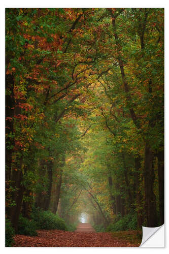 Selvklæbende plakat Colourful autumn alley in the Netherlands