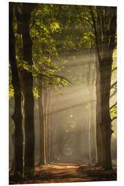 Tableau en PVC A Dutch forest with sunbeams