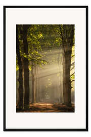 Gerahmter Kunstdruck Ein holländischer Wald mit Sonnenstrahlen
