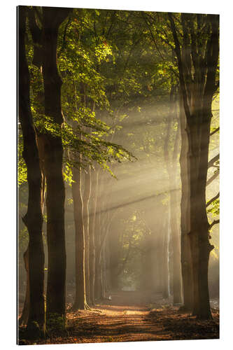 Gallery print A Dutch forest with sunbeams