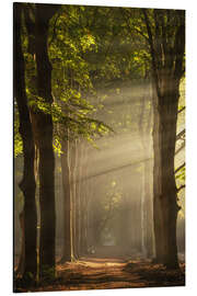 Magnettafel Ein holländischer Wald mit Sonnenstrahlen
