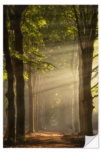 Sticker mural A Dutch forest with sunbeams