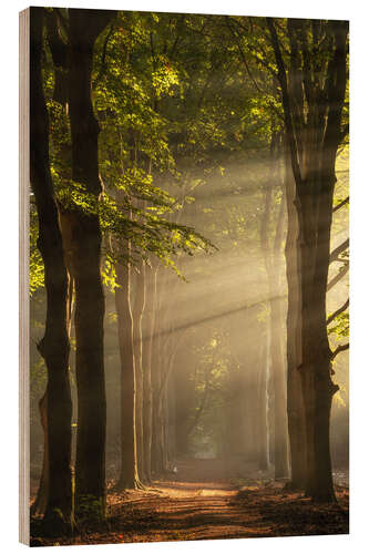 Wood print A Dutch forest with sunbeams