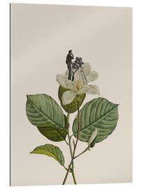 Gallery print Botanical Vintage Cameraman