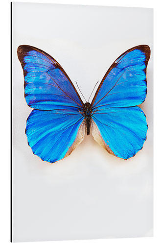 Aluminium print Pretty Blue Butterfly