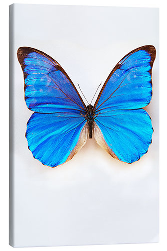 Leinwandbild Blauer Schmetterling