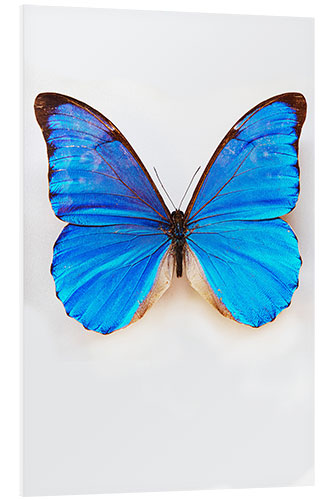 Hartschaumbild Blauer Schmetterling