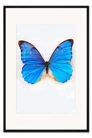 Gerahmter Kunstdruck Blauer Schmetterling