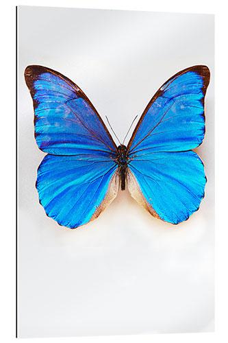 Gallery print Pretty Blue Butterfly