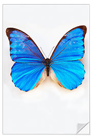 Wall sticker Pretty Blue Butterfly