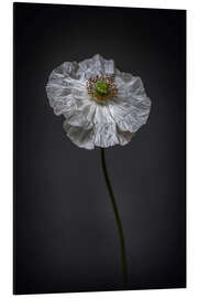 Cuadro de aluminio White Poppy