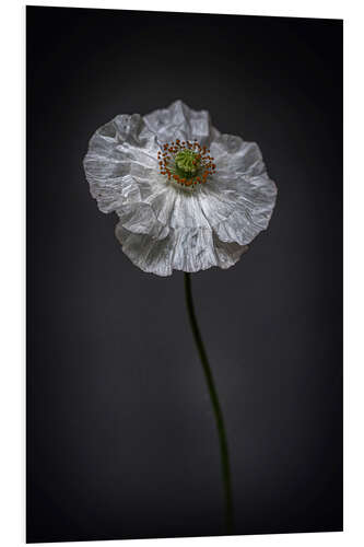 Stampa su PVC White Poppy