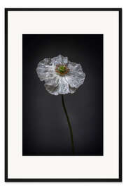 Gerahmter Kunstdruck Weißer Mohn