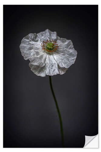 Wall sticker White Poppy