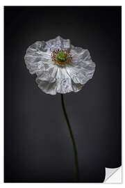 Vinilo para la pared White Poppy