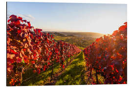 Aluminiumtavla Viticulture in Stuttgart