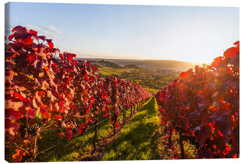 Leinwandbild Weinbau in Stuttgart