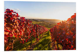 Foam board print Viticulture in Stuttgart