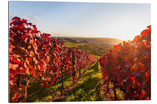 Galleritryk Viticulture in Stuttgart