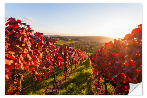 Sisustustarra Viticulture in Stuttgart