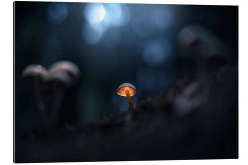 Cuadro de plexi-alu Small glowing mushroom