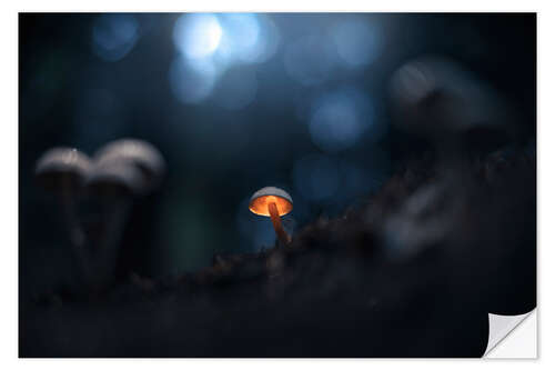 Selvklebende plakat Small glowing mushroom