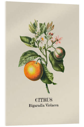 Acrylic print CITRUS Bigaradia Violacca - Orange