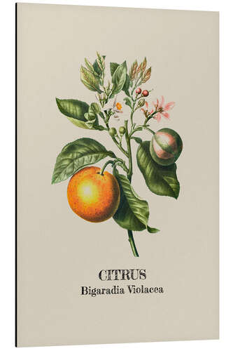 Aluminium print CITRUS Bigaradia Violacca - Orange