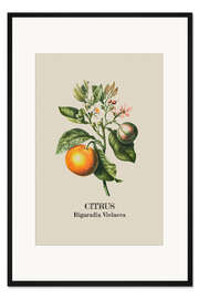 Gerahmter Kunstdruck CITRUS Bigaradia Violacca - Orange