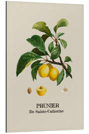 Tableau en aluminium PRUNIER De Sainte-Catherine - Plum