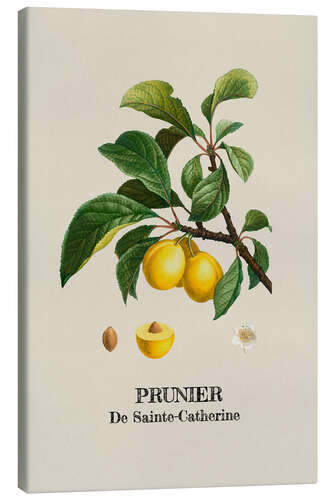 Canvas print PRUNIER De Sainte-Catherine - Plum