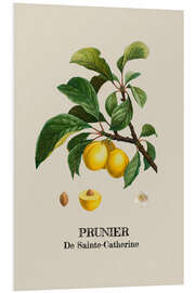 Foam board print PRUNIER De Sainte-Catherine - Plum