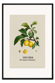 Gerahmter Kunstdruck PRUNIER De Sainte-Catherine - Pflaume