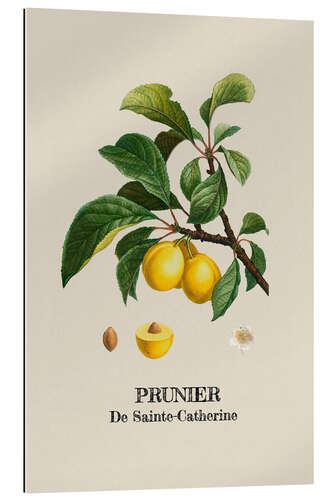 Gallery print PRUNIER De Sainte-Catherine - Plum