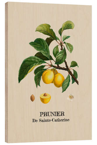 Trebilde PRUNIER De Sainte-Catherine - Plum