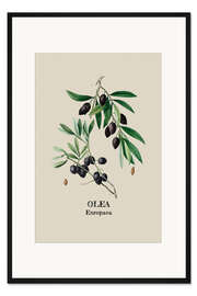 Gerahmter Kunstdruck OLEA Europaca - Olive