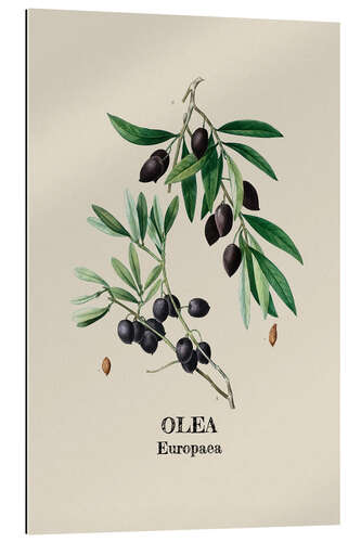 Gallery print OLEA Europaca - Olive