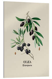 Gallery print OLEA Europaca - Olive