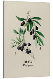 Magnettafel OLEA Europaca - Olive