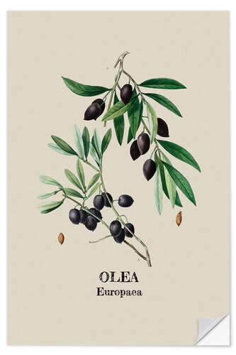 Wall sticker OLEA Europaca - Olive