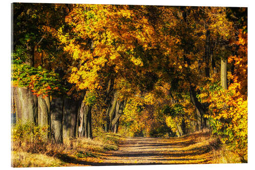 Akryylilasitaulu Autumn avenue of trees