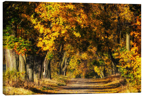 Stampa su tela Autumn avenue of trees