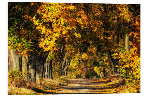 Quadro em PVC Autumn avenue of trees