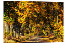 Foam board print Autumn avenue of trees