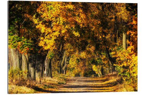 Gallery print Autumn avenue of trees